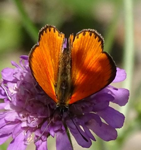 Lycaena virgaureae